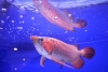 Beautiful Arowana Fishes for Sale